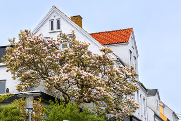 Residential building with a blooming magnolia tree. High quality photo