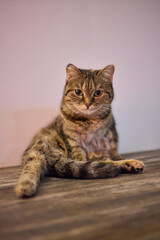 Felidae sitting on wooden chair on table, with fawn fur and whiskers