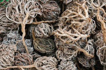 Pile of dried flower of maryam, also called the hand of Fatima. Herbal and alternative medicine. Anastatica hierochuntica. Shrub used for its medicinal properties in childbirth