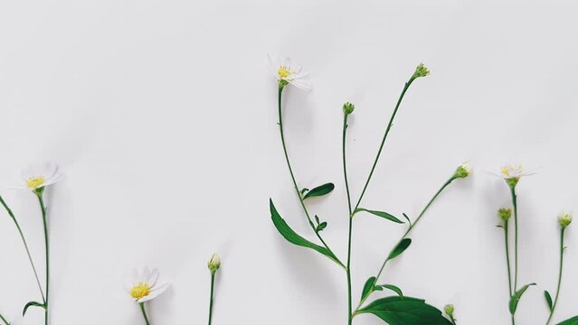 top-down view, little white flowers, lined up, plain, minimal, white background, floral, minimalism, simplicity, elegance, arrangement, natural, delicate, clean, pure, fresh, botanical, aesthetic, bea