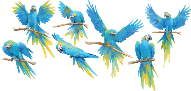 parrot watercolor clipart