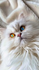 A white cat with bright blue eyes.