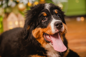 Bernese Mountain Dog puppy against the background of a Christmas tree with golden toys