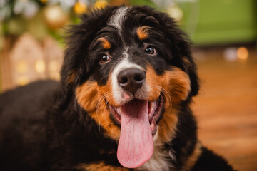 Bernese Mountain Dog puppy against the background of a Christmas tree with golden toys