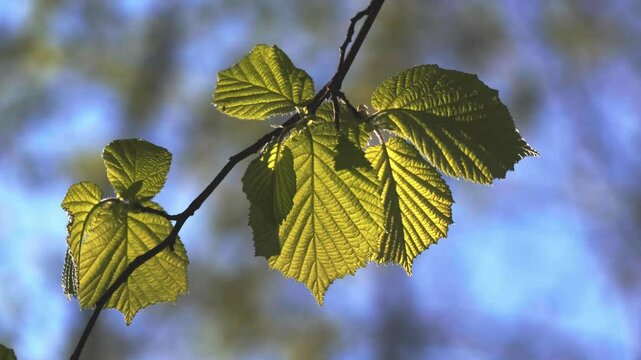 Hazelnut leaves in spring morning sun close up