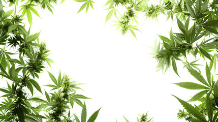 Obraz premium Half a canvas filled with fresh cannabis indica with some white space left on top, photorealistic, advertising photography, product photography marijuana oil, marijuana, leaf, ganja, herb, medical, re