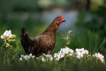 Dwarf chicken portrait outdoors on green grass