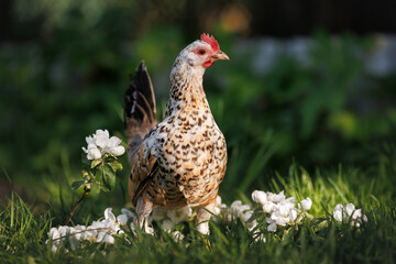 Latvian dwarf chicken hen posing on green grass