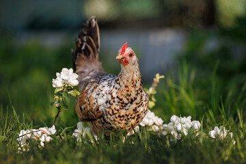 Latvian dwarf chicken portrait on green grass in summer