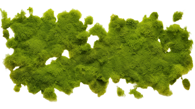 Green moss covered wall surface isolated on transparent png background.

