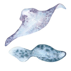 Stingray in soft blue and gray tones watercolor illustration isolated. Marine life animals of abstract forms swimming. Underwater ocean creatures set hand drawn. Sea fishes for design marine themes. © Ekaterina Lanbina