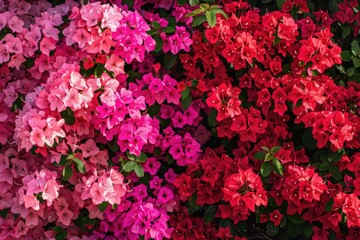 Obraz premium A detailed view of a collection of colorful flowers