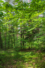 Las w okolicach Zwierzyńca, 
The forest near Zwierzyniec