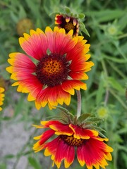 bee on a flower