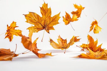 Fototapeta premium Autumn leaves fly and fall on a white background