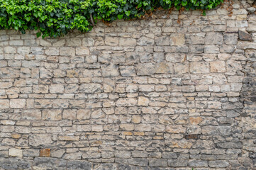 Medieval stone wall overgrown with ivy.