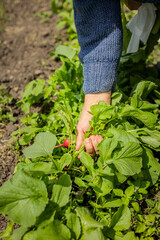 Fototapeta premium Old farmer woman takes care of her garden. Old woman hans harvesting fresh vegetables.