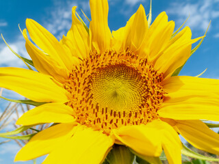 Naklejka premium sunflower macro against the blue sky background