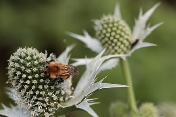 Eryngium gigantheum flowers and bombus terrestris insect