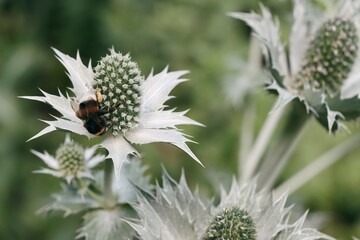 Eryngium gigantheum flowers and bombus terrestris insect © Maria Brzostowska