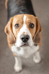 Beautiful beagle pedigree dog looking happy to camera with gorgeous eyes