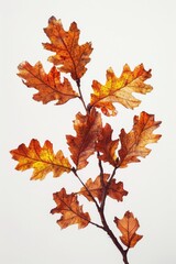 A close-up shot of a plant with leaves, suitable for nature and environmental related projects
