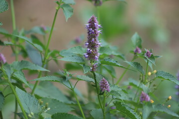 Agastache rugosa, korean mint in garden. Close up.