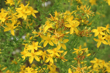 In the wild bloom hypericum perforatum