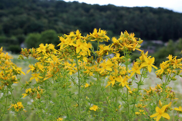 Obraz premium In the wild bloom hypericum perforatum