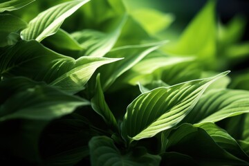 Fototapeta premium Lush green foliage in natural environment