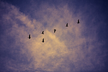 Geese