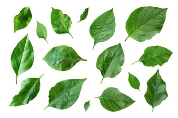 Collection of green leaves on a simple white background