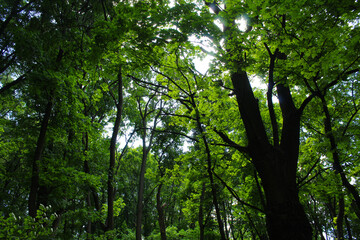 trees in the forest, green leaves of a tree