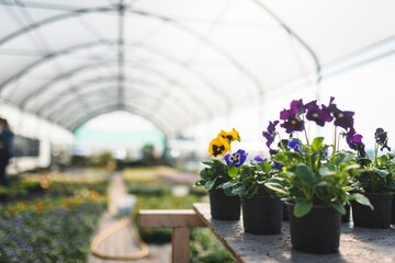 Flowers Blooming in Greenhouse at Garden Center - 4K Ultra HD image 