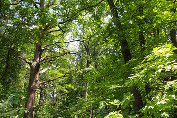 green leaves in the forest