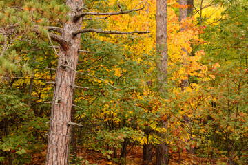 Colorful northwoods near the Manitowish River near Boulder Junction, Wisconsin in late September