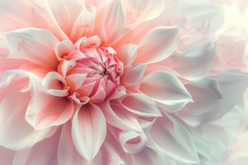 Fototapeta premium A detailed view of a pink and white flower, ideal for use in gardening or floral designs