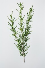 A close-up shot of a single rosemary branch against a white background, ready for use in various designs and arrangements