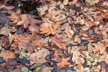 The numerous assortment of fallen leaves floating on the surface of Skillet Creek within Pewits Nest State Natural Area, Baraboo, Wisconsin in mid-November