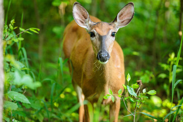 A doe in the woods in early June, looking at the camera, near Hartford, Wisconsin
