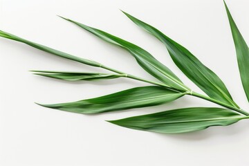 Obraz premium A close-up view of a small green plant growing on a white surface, ideal for use in science or nature-themed projects