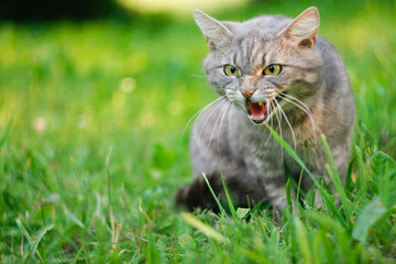 angry gray cat in the field