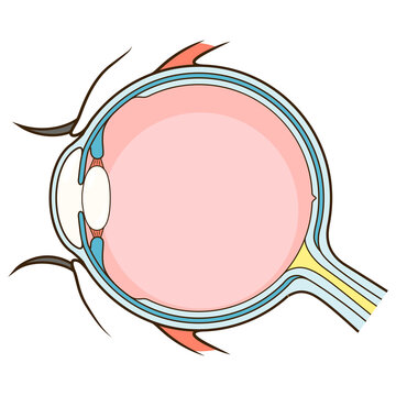 recommend clip art: Human eye structure scheme medical PNG illustration. Educational material