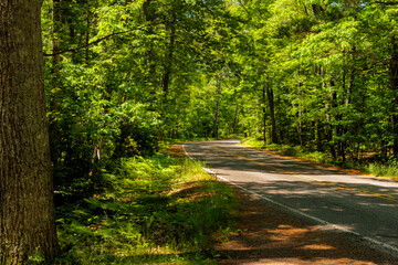 Hwy K in Vilas County, the rustic road through the northwoods of northern Wisconsin in late June