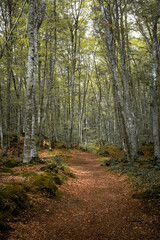 Fototapeta premium Green beech forest in a volcanic land beautiful wood landscape
