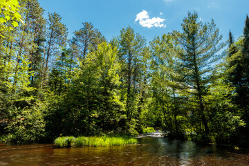 Fototapeta premium The tall pines filll the shoreline of the Manitowish River as it flows into the forest downstream near Boulder Junction, Wisconsin