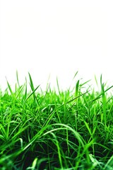Obraz premium A close-up view of lush green grass