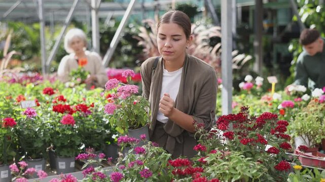 Woman visitor of flower boutique examines flowers of red pentas mix. High quality 4k footage