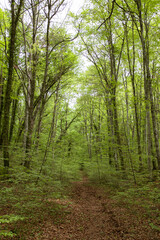Obraz premium Green beech forest in a volcanic land beautiful wood landscape