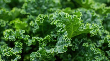 Ornamental curly kale